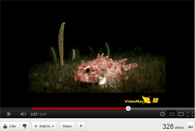 videochannel main1